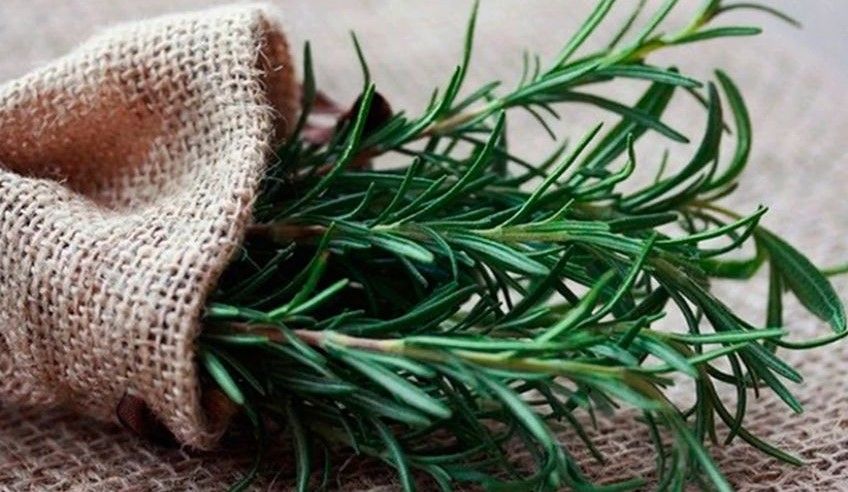کاشت و نگهداری گیاه رزماری
