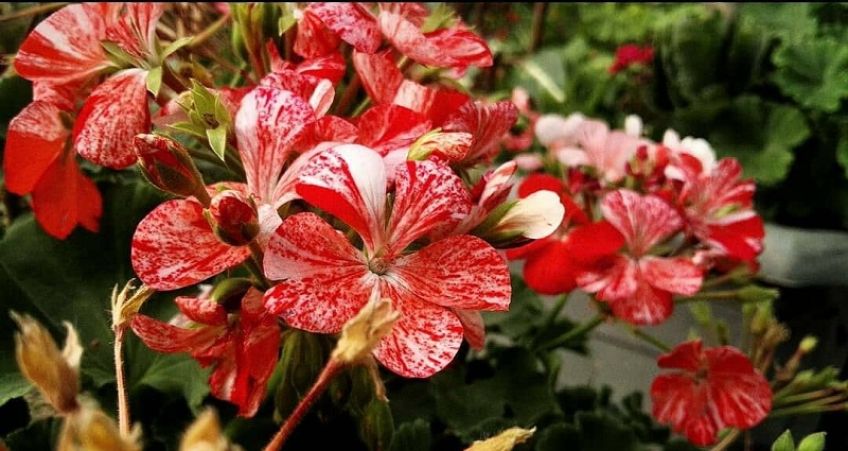 شعر زیبای هوا هوای بهار است از فریدون مشیری شاعر معاصر