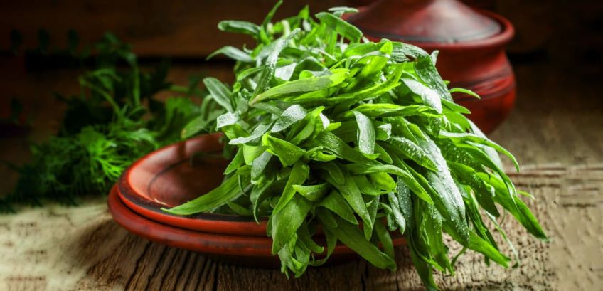 فواید و مضرات گیاه ترخون