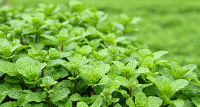 خواص و مضرات نعنا در طب سنتی