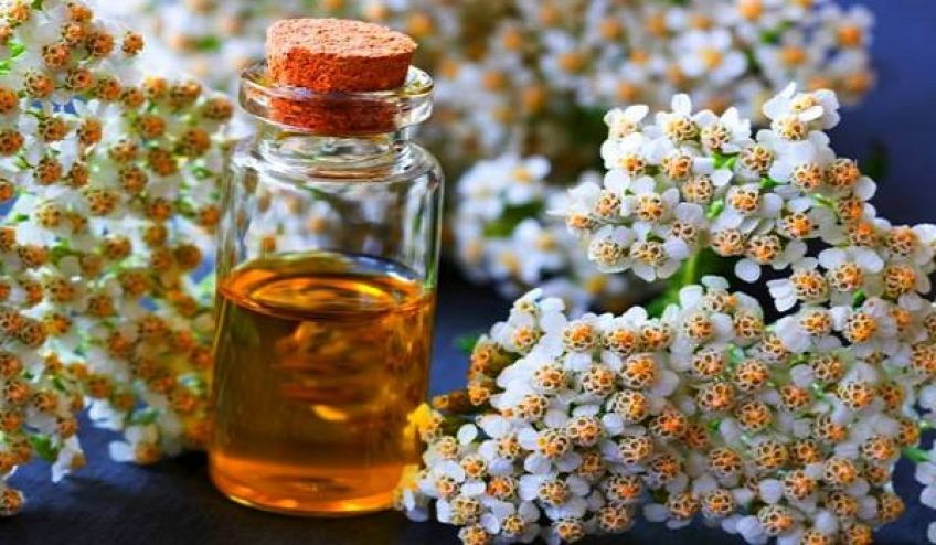خواص اعجاب انگیز روغن گیاه بومادران