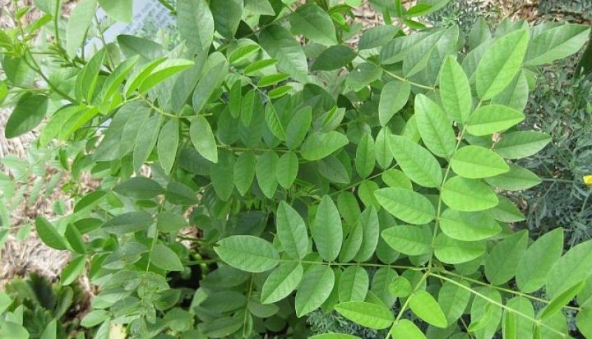 پرورش گیاه شیرین بیان