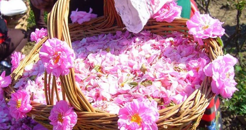 فواید و مضرات استفاده از گل محمدی