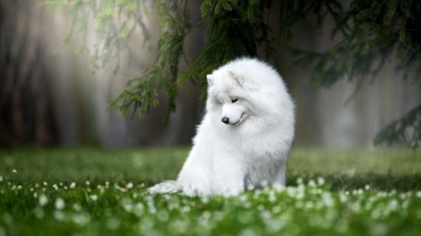 داستان زیبای سگ وفادار