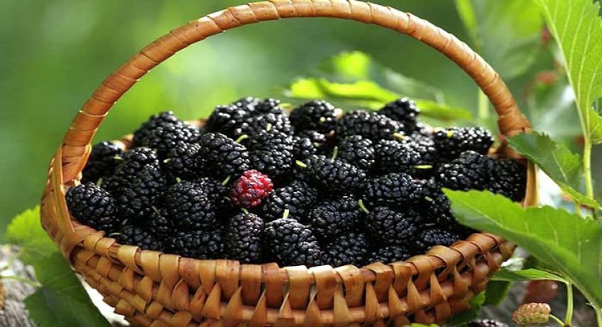 توت سیاه میوه ای پر خاصیت
