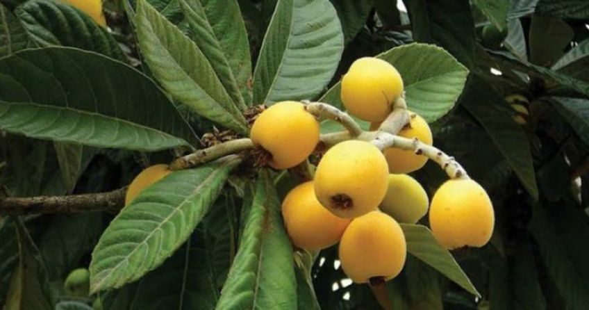 خواص و مضرات میوه ازگیل