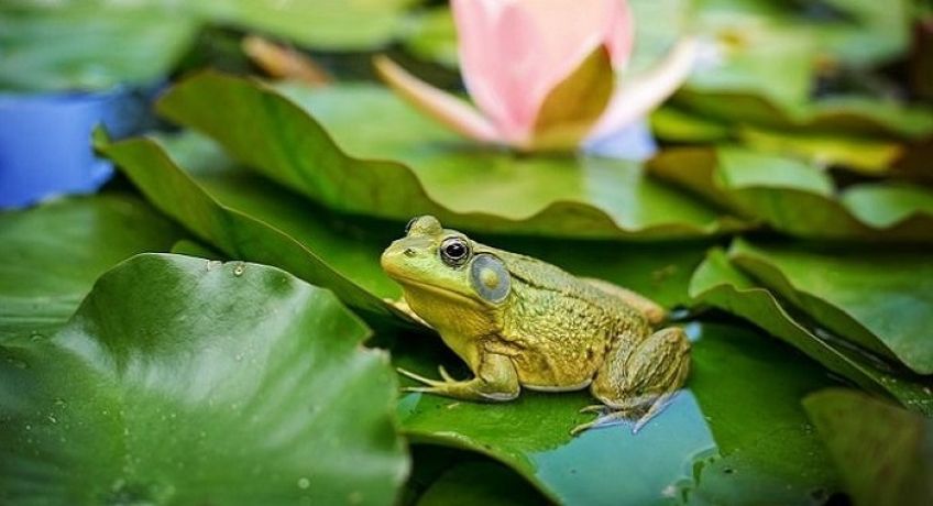 قورباغه نوعی حیوان خانگی دوزیست