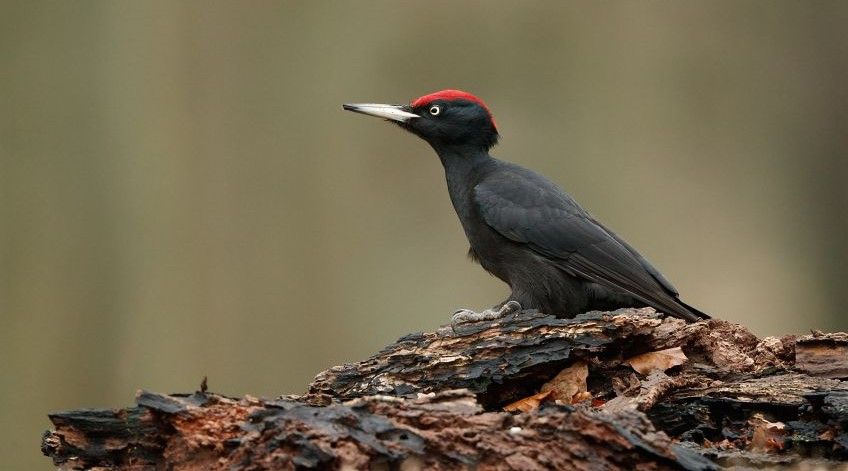 پرنده زیبای دارکوب سیاه