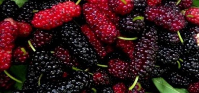 آموزش درست کردن رژ لب طبیعی خانگی با توت