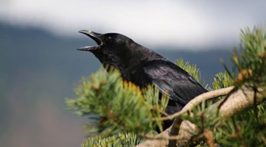 داستان و کاربرد ضرب المثل اگر تو کلاغی من بچه کلاغم