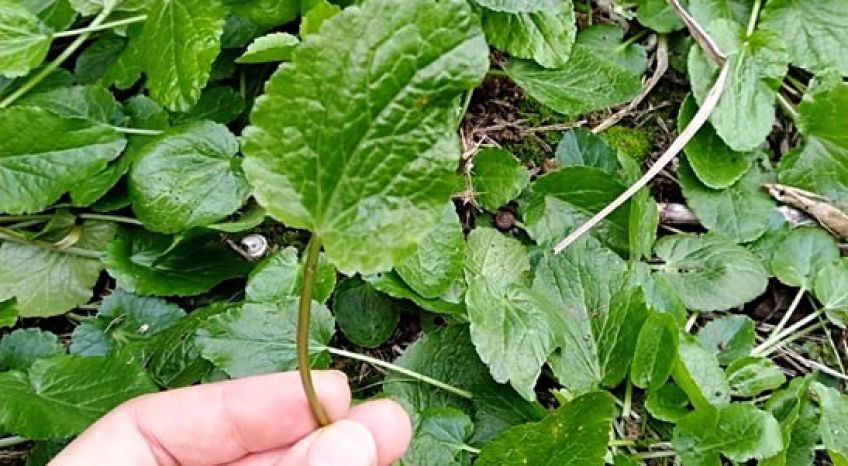 ﻿ خواص دارویی گیاه چوچاق