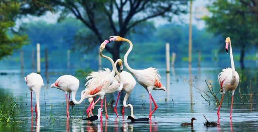 معرفی پارک ملی کلادو هند