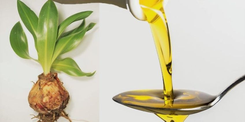 خواص درمانی روغن پیاز عنصل