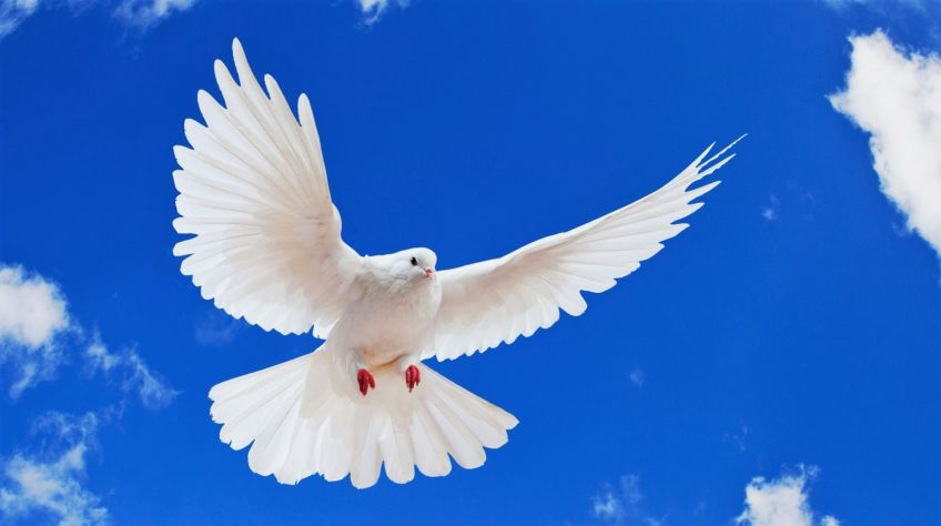 معمای جدید و جالب پرواز کبوتر با جواب