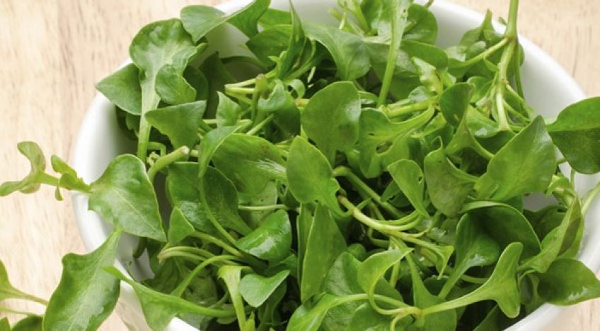 خواص گیاه آب تره یا شاهی آبی برای سلامتی بدن