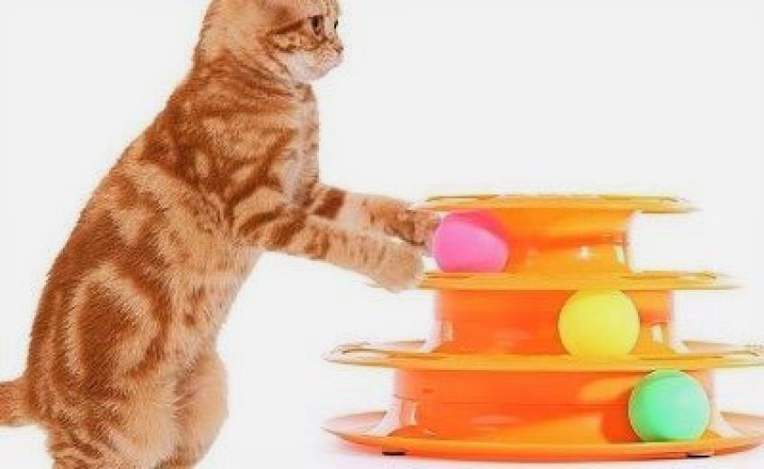 اسباب بازی های مورد نیاز گربه