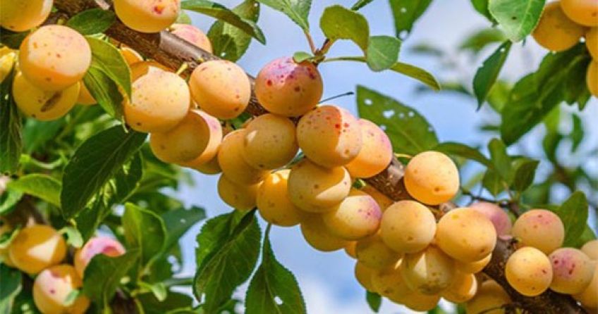 خواص و فواید آلو قطره طلا برای سلامتی بدن