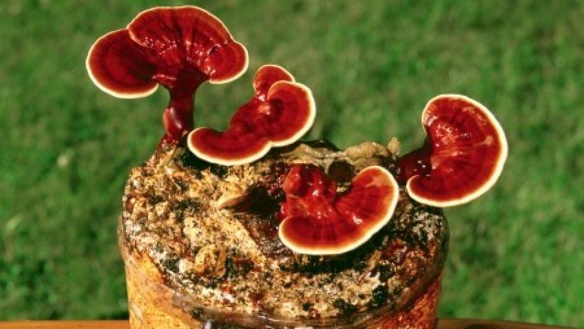 نحوه پرورش و برداشت قارچ گانودرما در منزل