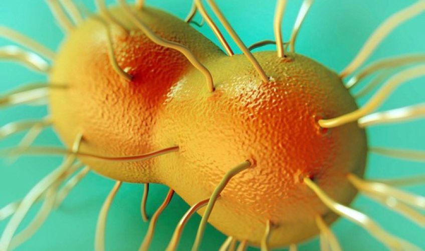 تفاوت دو بیماری جنسی کلامیدیا و سوزاک چیست