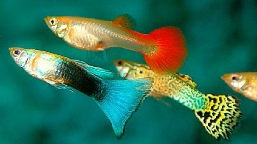 اصول روش نگهداری ماهی گوپی در آکواریوم