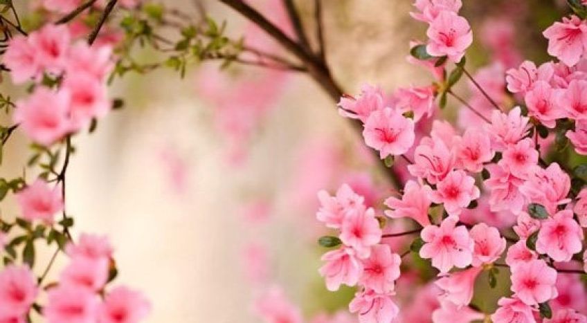 شعرهای زیبای حافظ درباره ایام نوروز