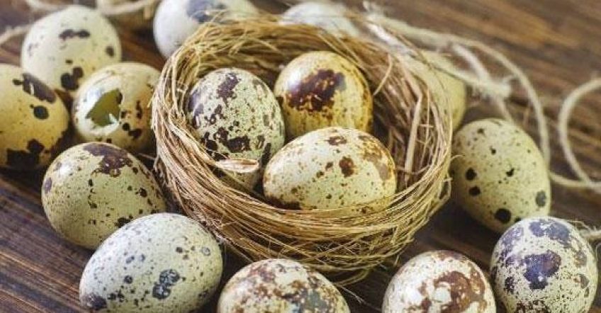 خواص و فواید تخم بلدرچین برای سلامت و تقویت بدن