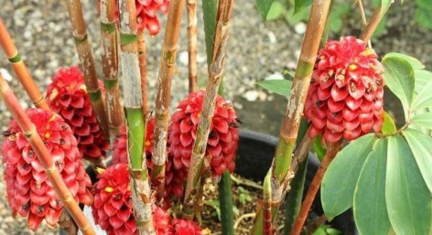 نحوه پرورش گیاه مارپیچ زنجبیلیان در خانه