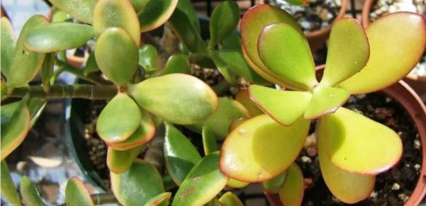 دلیل هر مدل پژمرده شدن گل های آپارتمانی چیست