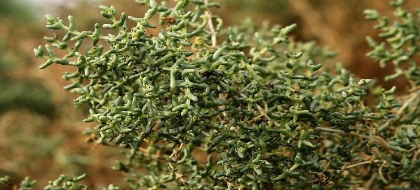 18 خاصیت درمانی گیاه اشنان یا چوبک
