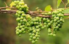 خواص غوره و آبغوره برای درمان انواع بیماری