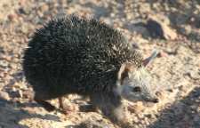 برانت خارپشت کویرهای ایران