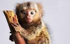 میمون بندانگشتی پیگمی مارماست کوچکترین میمون جهان