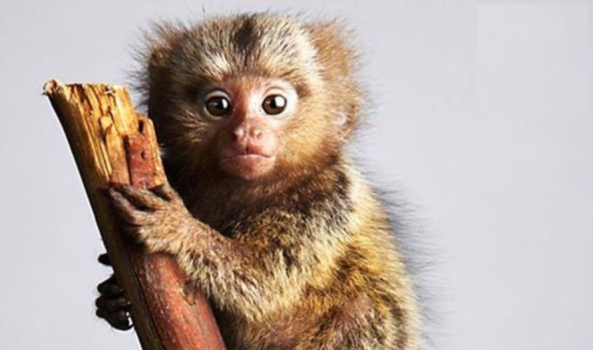 میمون بندانگشتی پیگمی مارماست کوچکترین میمون جهان
