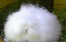 خرگوش پشمی آنگورا حیوانی زیبا از خطه ترکیه