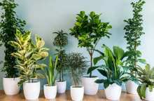 10 گیاهی که هوای اتاق خواب و محل زندگی را تصفیه می کنند