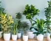 10 گیاهی که هوای اتاق خواب و محل زندگی را تصفیه می کنند