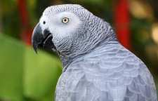 طوطی کاسکو خاکستری آفریقایی پرنده ای با قابلیت صحبت کردن