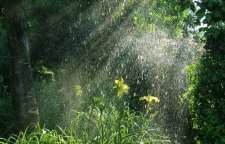 نکاتی که در سفر به جنگل های بارانی باید رعایت شود