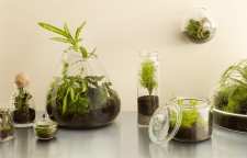 تاریخچه و آشنایی با تراریوم یا باغ شیشه ای