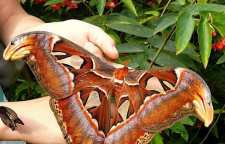 شاپرک اطلس بزرگترین پروانه جهان