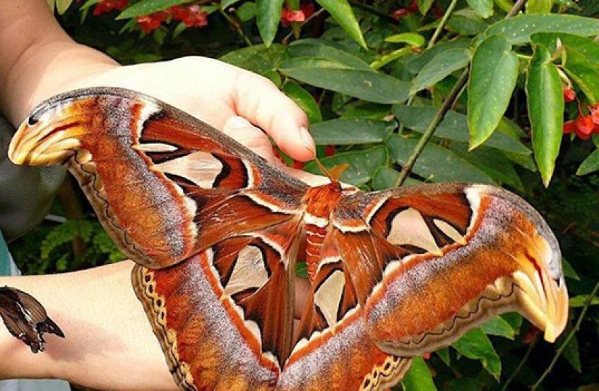 شاپرک اطلس بزرگترین پروانه جهان