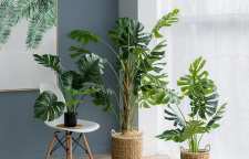 گیاه برگ انجیری زینت بخش و سازگار با محیط آپارتمان