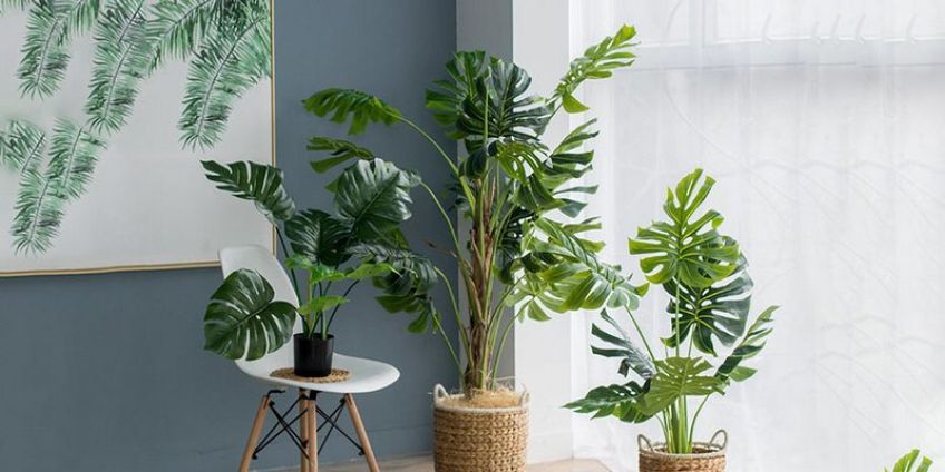 گیاه برگ انجیری زینت بخش و سازگار با محیط آپارتمان