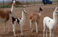 لاما شتر بی کوهان