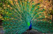 گونه ای زیبا از طاووس هندی
