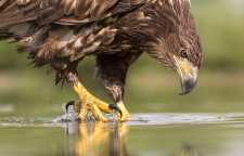 گونه ای زیبا و پر قدرت از عقاب ها به نام عقاب طلایی