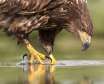 گونه ای زیبا و پر قدرت از عقاب ها به نام عقاب طلایی