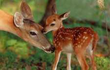 مرال گوزن قرمز ایرانی