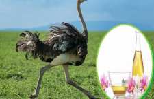 فوائد روغن شتر مرغ