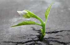 از رحمت خدا نا امید نشوید